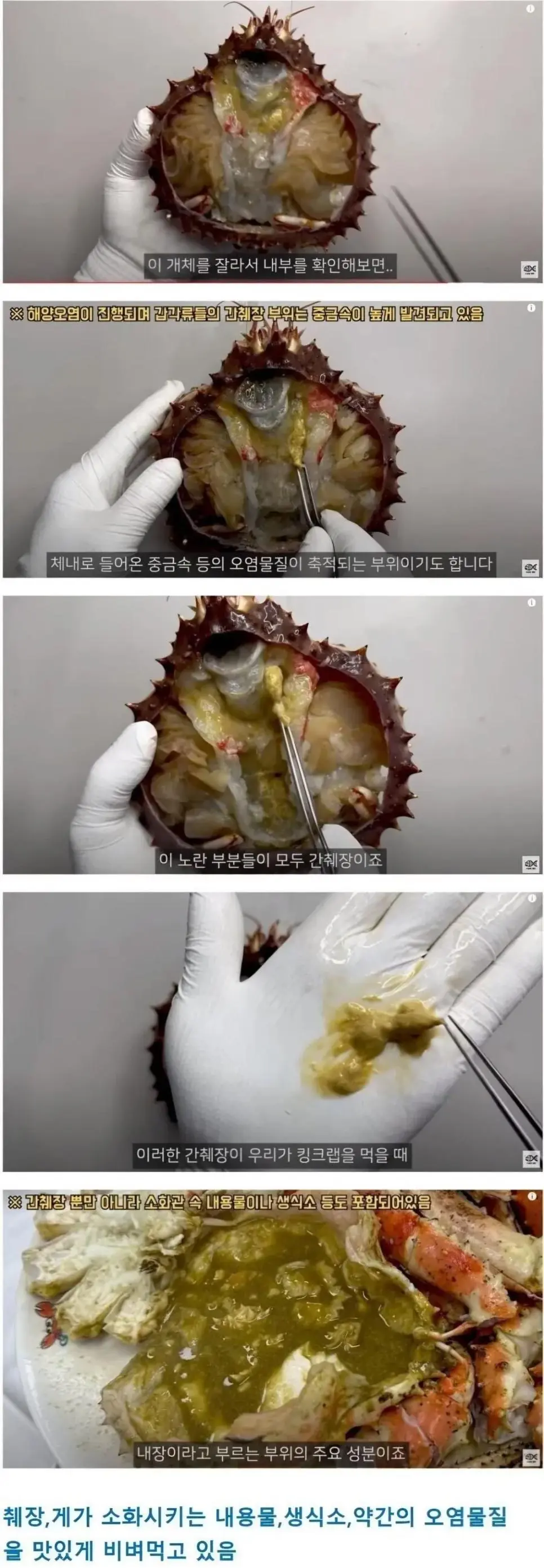 [음식] 킹크랩,대게 내장의 진실